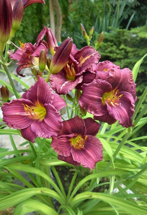 Лилейник Purple dOro - Голландские луковицы фото 2