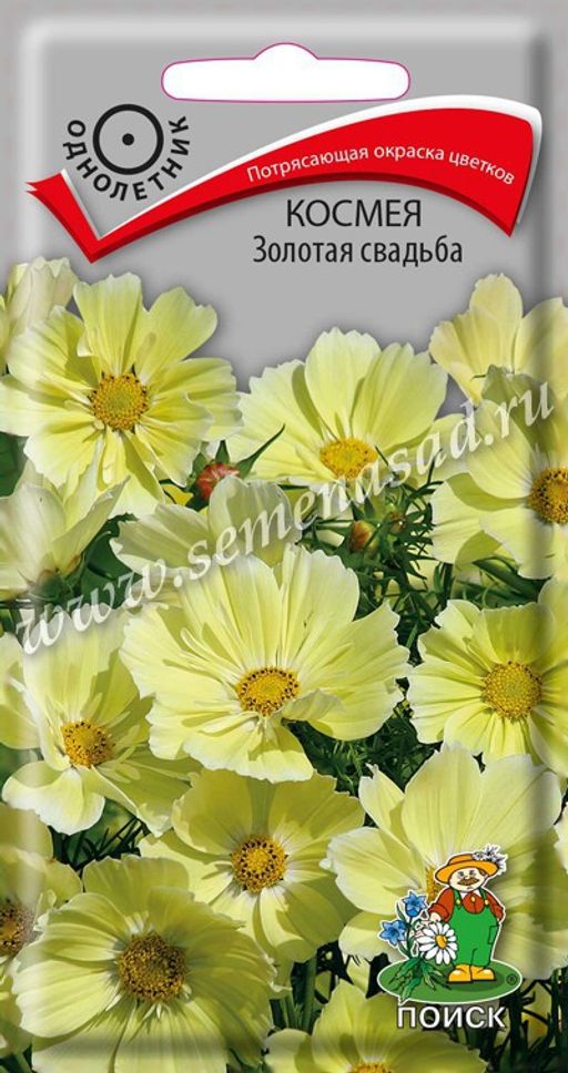 Космея Золотая свадьба (ЦВ) ("1) 10шт