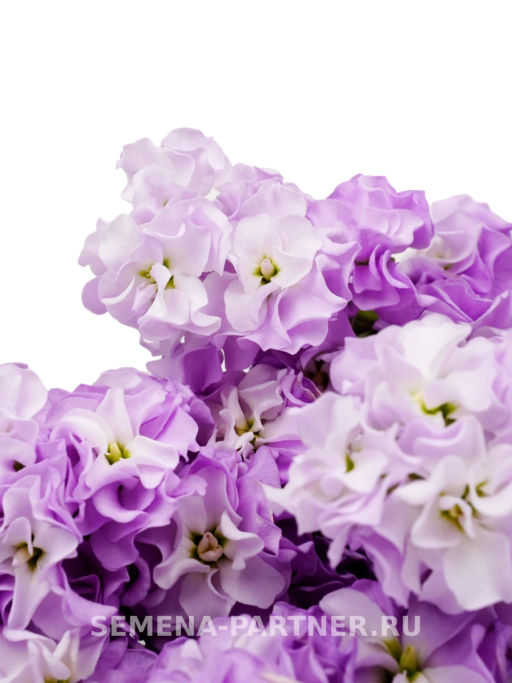 Маттиола срезочная махровая Бьютифул Парфюм Лайлек Тайм - Партнер фото 3