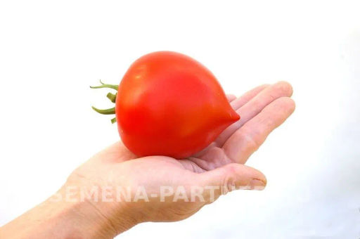 Томат Антюфей - Партнер фото 3
