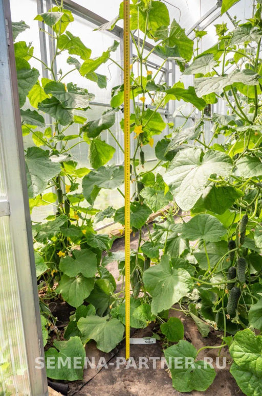 Огурец партенокарпический Хоббит - Партнер фото 3