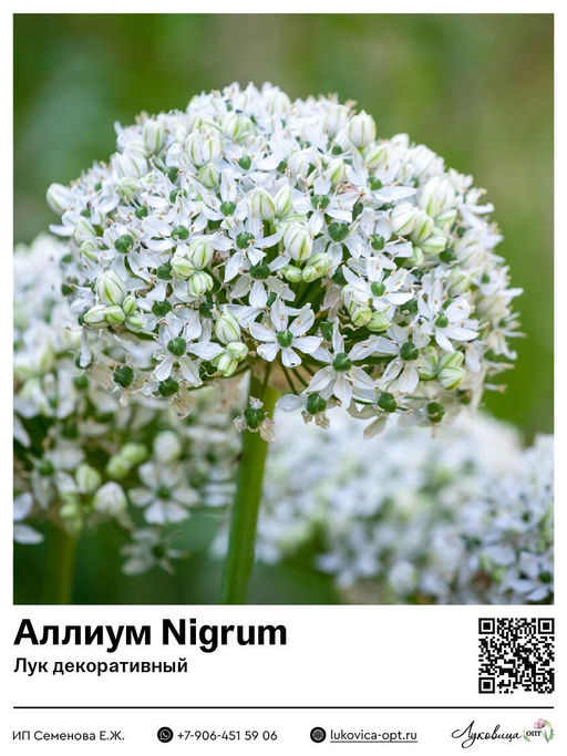 Аллиум Nigrum (Лук декоративный)