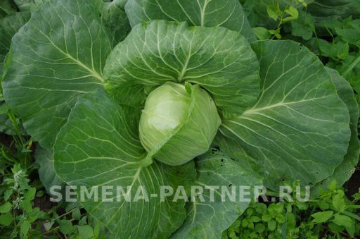 Капуста белокочанная ультраранняя Настя - Партнер фото 2