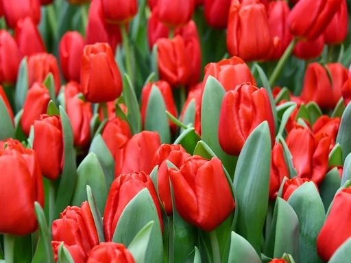 Тюльпан Escape (Эскейп) - Долина роз фото 2