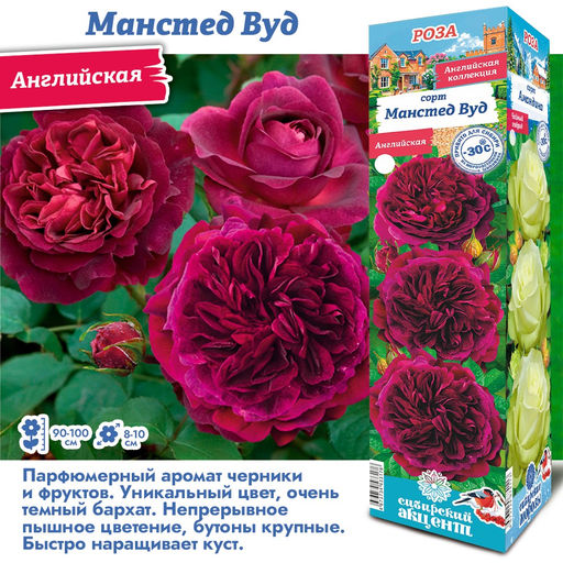 Роза Манстед Вуд (Английская) 1шт