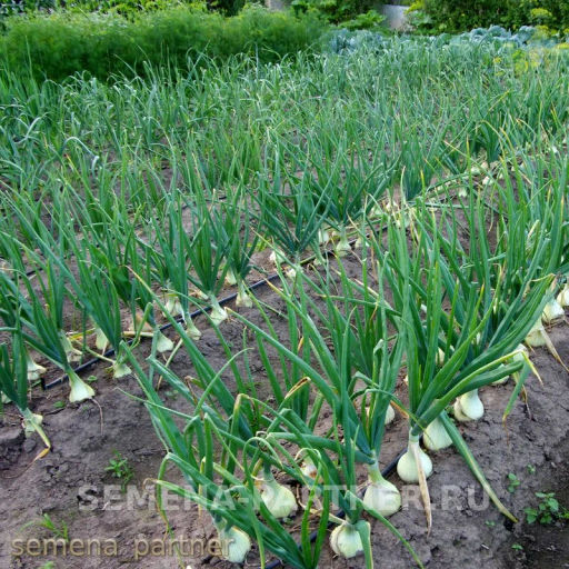 Лук репчатый Эксибишен - Партнер фото 6