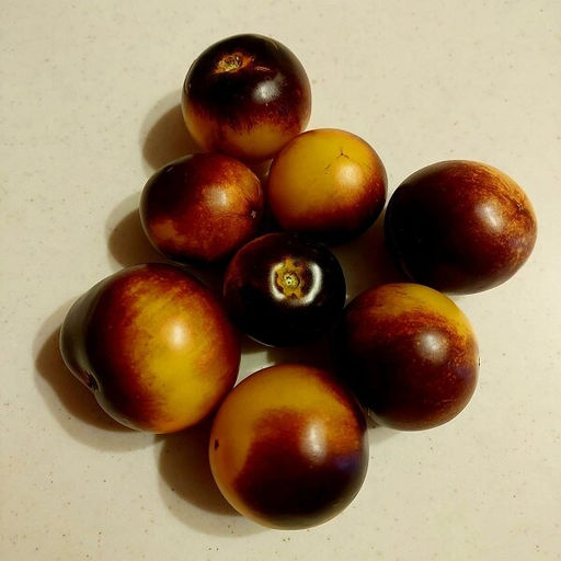 7016T Томат Гондвана Луна 10шт