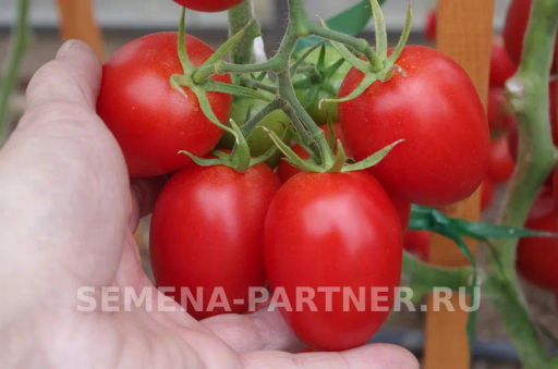 Томат Везувий - Партнер фото 8
