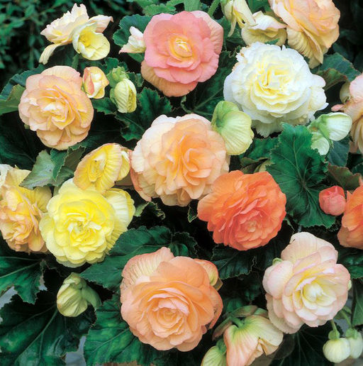 БЕГОНИЯ Пастель Смесь Разбор 5/6 Кол-во упак., шт 3