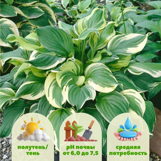 Хоста Ауреомаргината