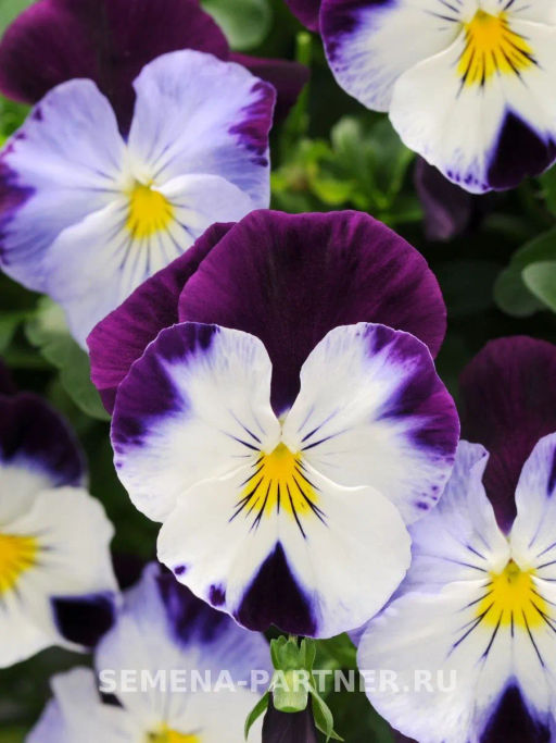 Виола ампельная Кул Вэйв Вайлет Винг - Партнер фото 3