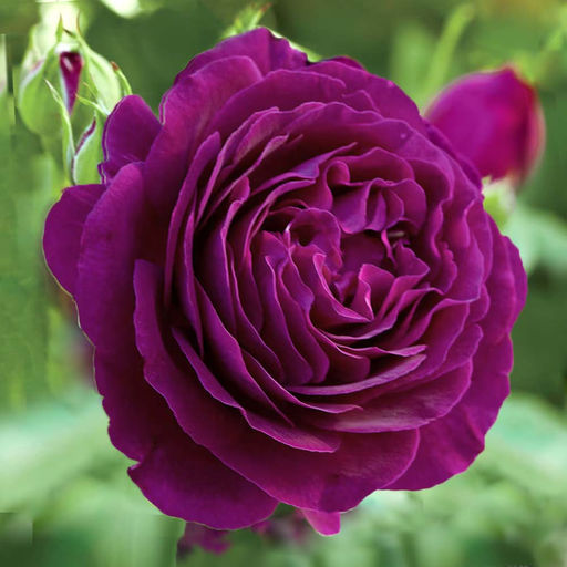 Роза Твайлайт Зон (Грандифлора) 1шт