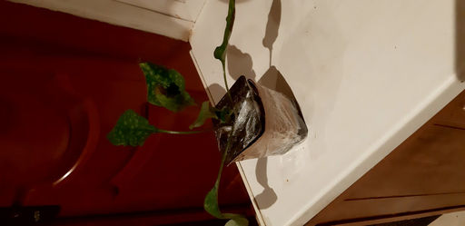 Медуница Смоки Блу