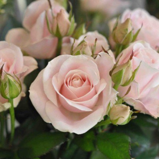 СВИТ АВАЛАНЖ