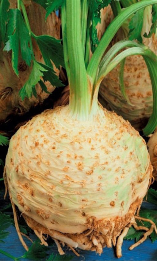 Сельдерей корневой ПРАЖСКИЙ ГИГАНТ