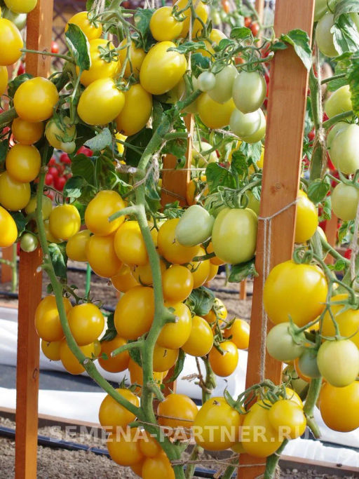 Томат Ренессанс - Партнер фото 7