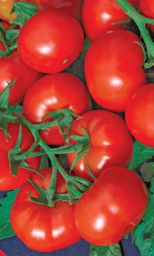 Томат максимка. Томат максимка. Семена поиск томат мадонна f1 12 шт. Томат максимка. Томат максимка.