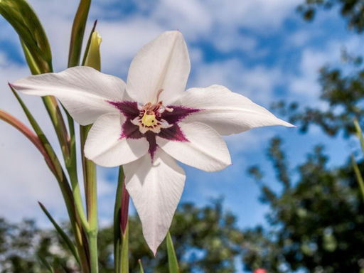Acidanthera Murielae (Ацидантера Мюриэл) 10шт - Долина роз фото 4