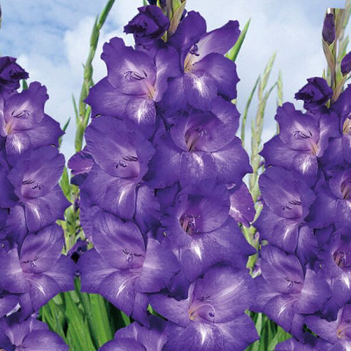 ГЛАДИОЛУС Дайдор Де Пан Разбор 10/12 Кол-во упак., шт 8