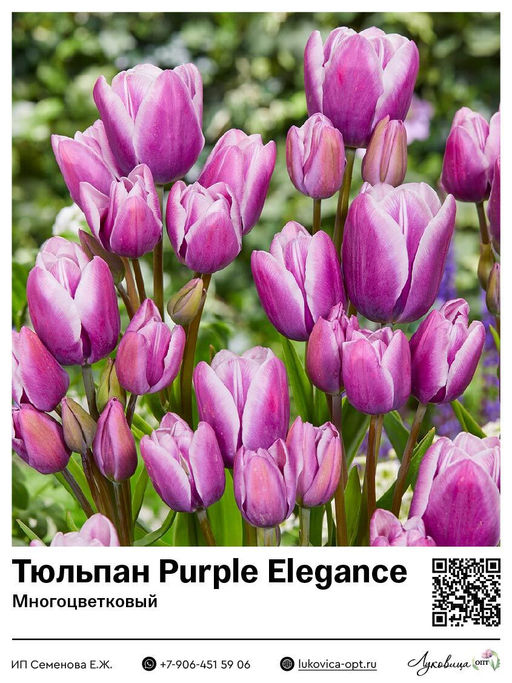 Тюльпан Purple Elegance (Многоцветковый)
