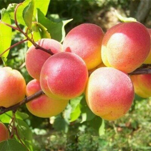 Абрикос Саянский сеяный (саженец с этикеткой) 1шт