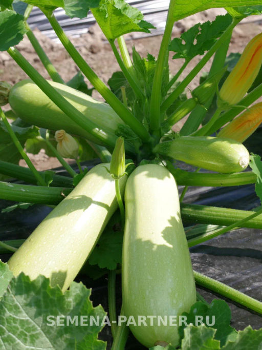 Кабачок Мурзик - Партнер фото 2