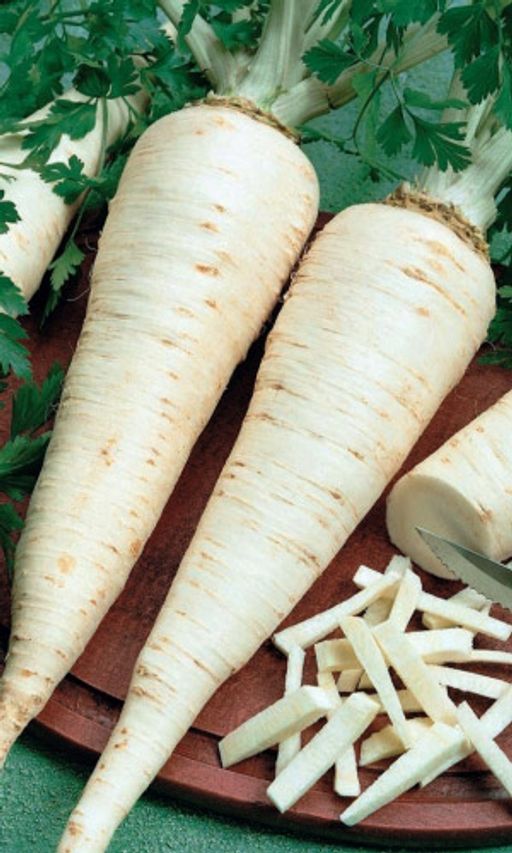 Петрушка корневая ГЕНЕРАЛЬСКАЯ  Сочная зелень и корнеплод! Мясистые, сладковатые корнеплоды с ярким пряным ароматом! Подходит для сушки и заморозки! - Уральский дачник фото 2