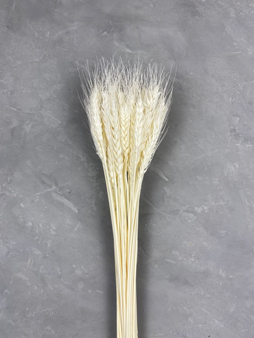 Ячмень отбеленный, пучок 100г, 60 колосьев, h 60-70см