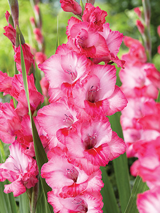 ГЛАДИОЛУС Хьюго Разбор 10/12 Кол-во упак., шт 10