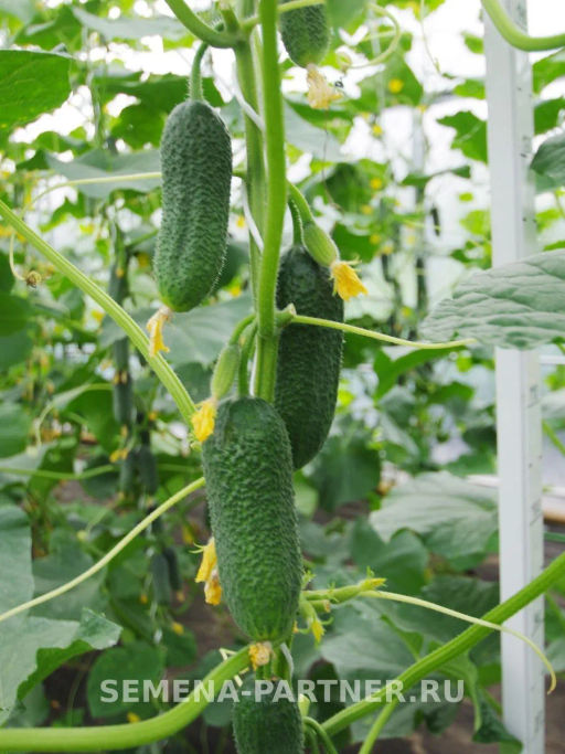 Огурец партенокарпический Монолит - Партнер фото 4