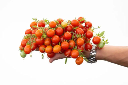 Томат Монпансье - Партнер фото 3