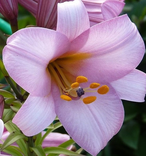 ЛИЛИЯ Пинк Планет Разбор 12/14 Кол-во упак., шт 5