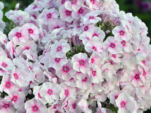 Флокс метельчатый Граф Цеппелин - Долина роз фото 3