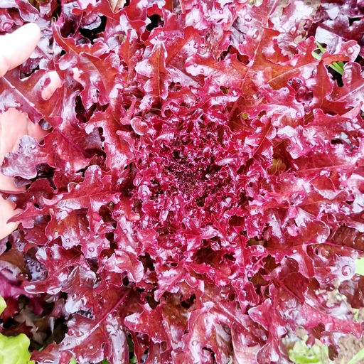 Салат Дыхание Красного Дракона