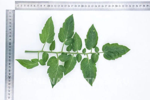 Томат Агаша - Партнер фото 7