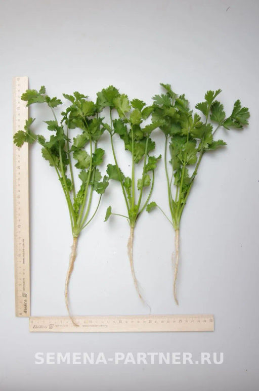 Кориандр Карибе - Партнер фото 3