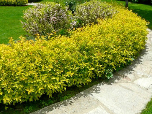 Спирея японская Голден принцесс - Долина роз фото 2