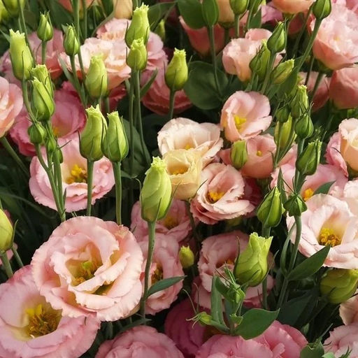 5206D Эустома Супер Мэджик F1 Эприкот 5шт