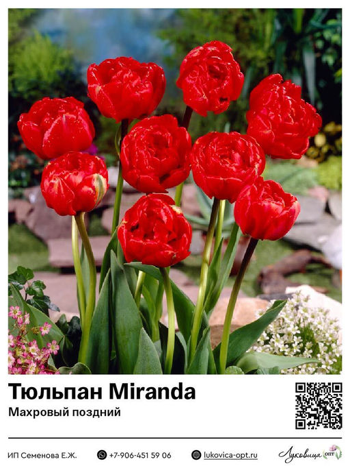 Тюльпан Miranda (Махровый поздний)