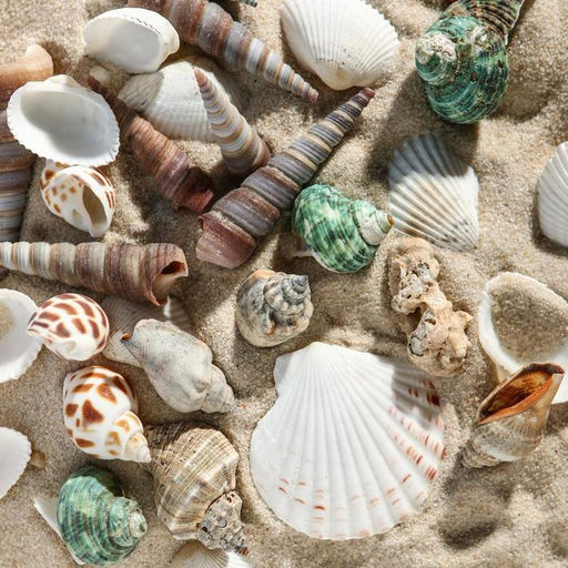 Набор ракушек Пижон Аква 100 г, микс №1