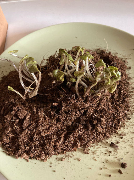 Фиалка мотыльковая белая