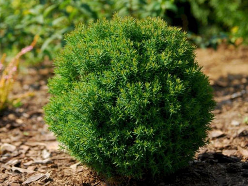 Туя западная Тедди - Долина роз фото 4