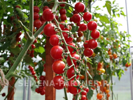 Томат Карамелла - Партнер фото 3