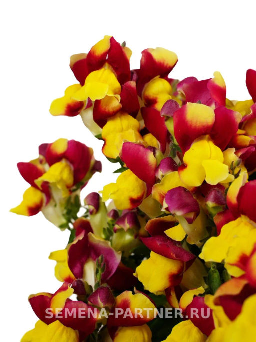 Львиный Зев низкорослый крупноцветковый Гранд Аморе Сперанца - Партнер фото 3