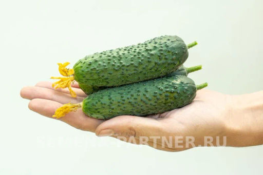 Огурец партенокарпический Бьерн - Партнер фото 4