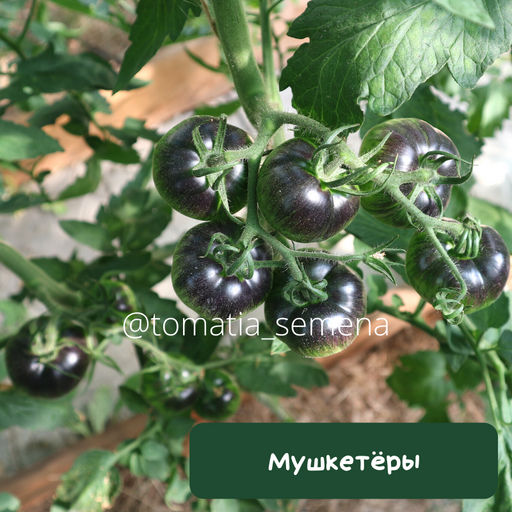 Мушкетёры - Tomatia фото 2