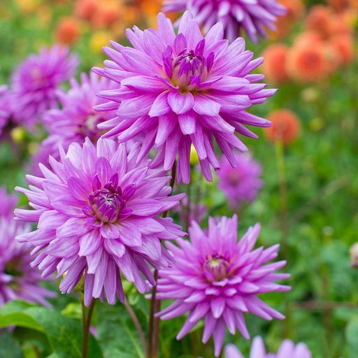 ГЕОРГИНА Блю Рекорд Разбор I Кол-во упак., шт 1