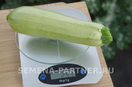 Кабачок Кавили - Партнер фото 3