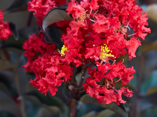 Лагерстремия индийская Блэк Даймонд Бест Ред - Долина роз фото 2