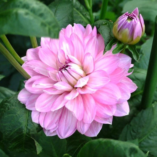 ГЕОРГИНА Кристина Разбор I Кол-во упак., шт 1